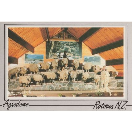 The Agrodome Sheep Rotorua New Zealand Postcard