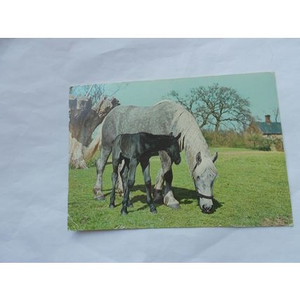 HORSES X 6 (07/02)