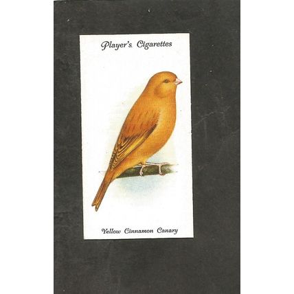 Cigarette Card Players Aviary & Caged Birds 1933 # 6 Yellow Cinnamon Canary