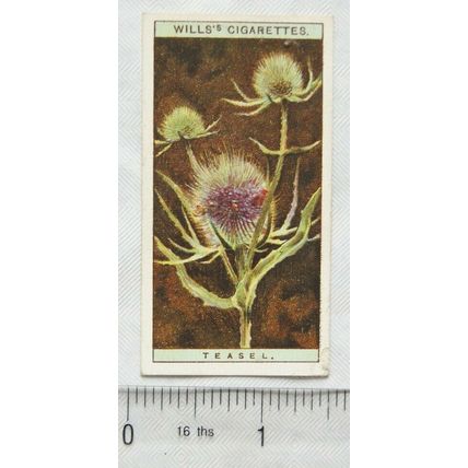 1923 Wills, Wild Flowers No. 42 Teasel