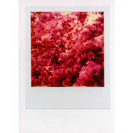 Dutch Holland White Flowers Award Analog Camera Photo Postcard