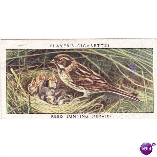 Players Birds & Their Young Card No. 03 Reed Bunting