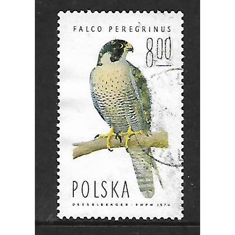 POLAND 1975 8z PEREGRINE FALCON SG2348 FINE USED