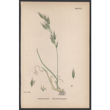 RACEMOSE BROME-GRASS 1872 John Edward Sowerby PLANT PRINT
