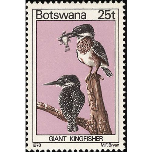 Botswana 1978 Birds 25t Giant Kingfisher Unmounted Mint NHM SG 420 Sc 207 stamp