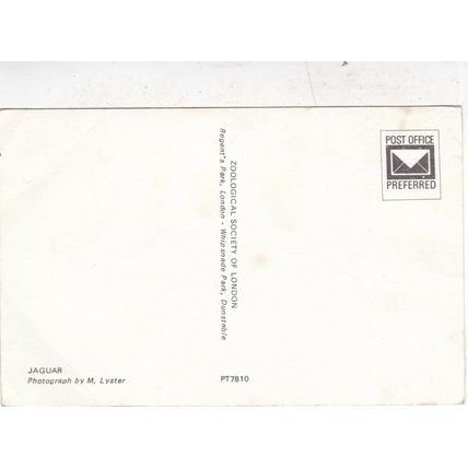 Jaguar Postcard unused crease
