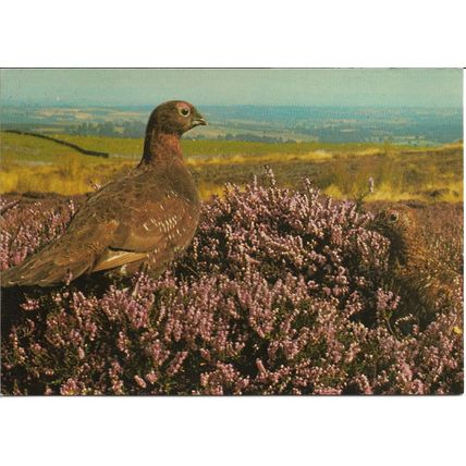 Red Grouse Bird - Jarrold Photographic Postcard