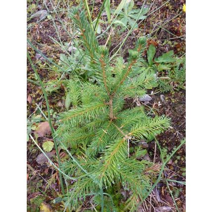 100 SPRUCE CHRISTMAS TREE SAPLINGS 5-15CM - BARE ROOTED DUG TO ORDER WOODLAND