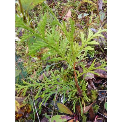 20 WESTERN RED CEDAR THUJA PLICATA TREE SAPLINGS 10-20CM - BARE ROOTED TREES