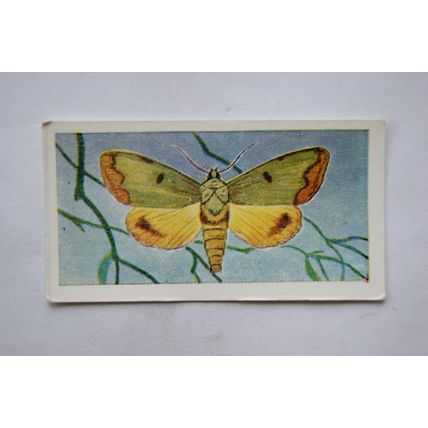 1958 Swettenham tea card Butterflies & Moths No. 25 Owl Moth