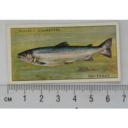 1933 Players Fresh-water Fishes, pink back No. 38 Sea Trout