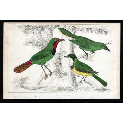 SHRIKE BIRDS 1850 Birds Oliver Goldsmith ANTIQUE ENGRAVING
