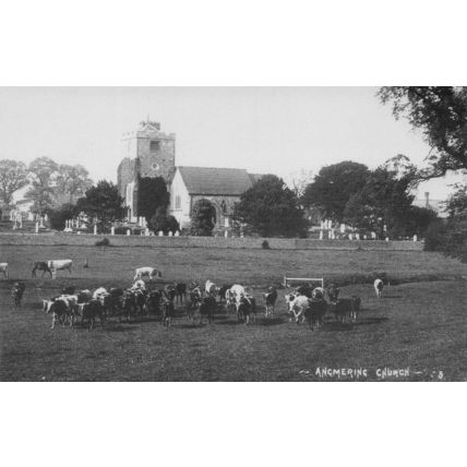 Cattle Cows at Angmering Church Sussex Rebuild History Postcard