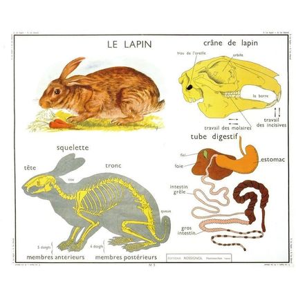 The Garden Rabbit Skeleton Anatomy Old School Wall Chart Postcard