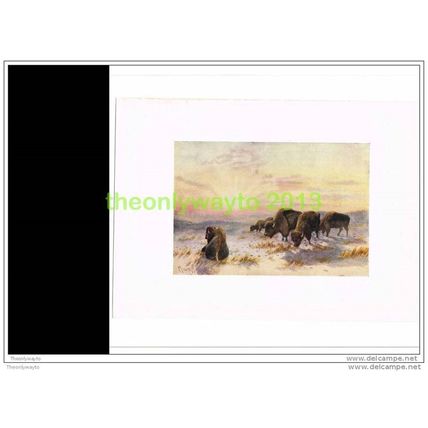 BUFFALO FEEDING IN WINTER, Book Illustration, 1907