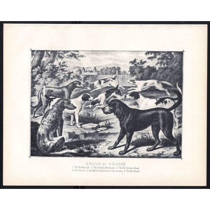 GROUP OF HOUNDS 1890 Deerhound - Harrier - Bloodhound VICTORIAN ENGRAVING