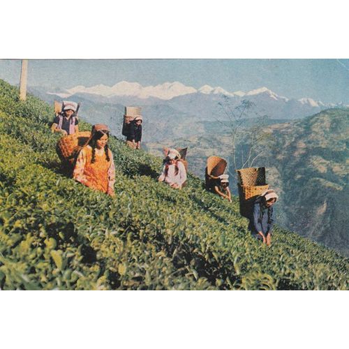 Tea Picking Tea Garden Darjeeling India Ethnic Postcard (ETH12250)