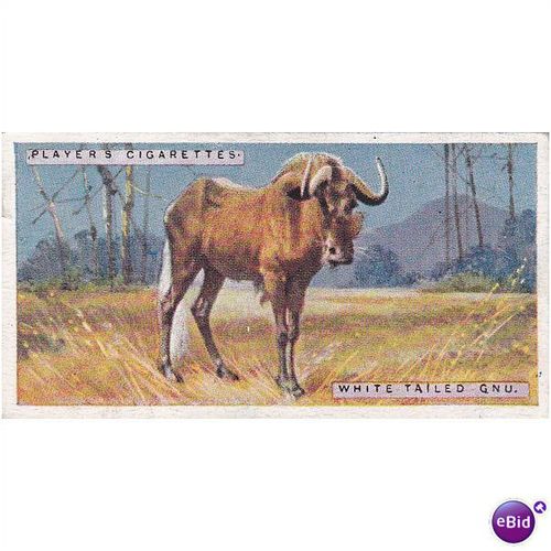 Players Natural History Card No. 21 White Tailed Gnu