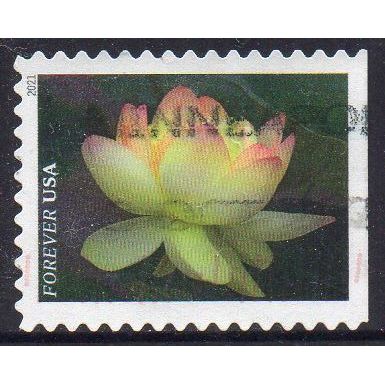 USA 2021 Garden Flowers - Yellow American Lotus Forever Used