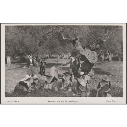 Recolección de la Aceituna, Mallorca, c.1950s - Truyol Foto Tarjeta Postal