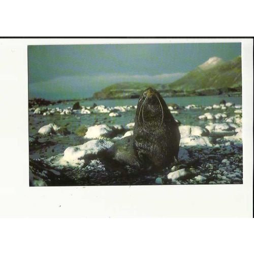 Animals BULL ANTARCTIC FUR SEAL Postcard by South Georgia Whaling Museum (1)
