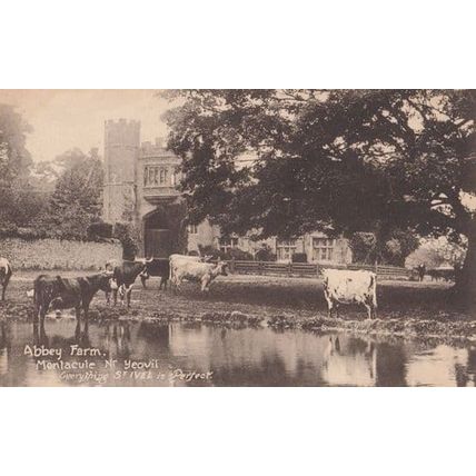Cows Paddling Abbey Farm Yeovil Somerset Antique St Ives Is Perfect Postcard