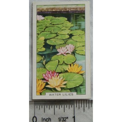1938 Gallaher's Garden flowers No. 28 Water Lilies