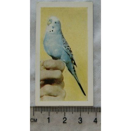 1960 Horniman's Tea card Pets No. 21 Budgerigar