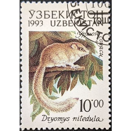 STAMP UZBEKISTAN SG12 1993 10R Forest Dormouse Used