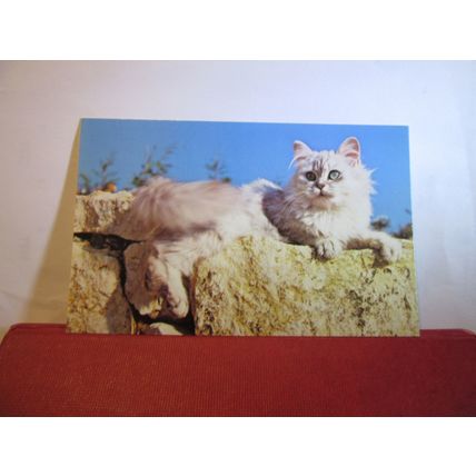 A CAT used postcard by Colourmaster 1984 pm animals =