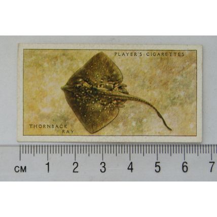 1935 Players Sea Fishes No. 8 Thornback Ray