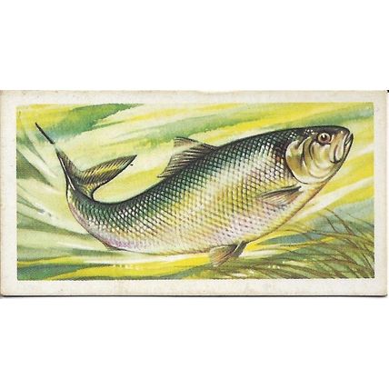Freshwater Fish 1960 Brooke Bond Tea Card 33 - Allis Shad