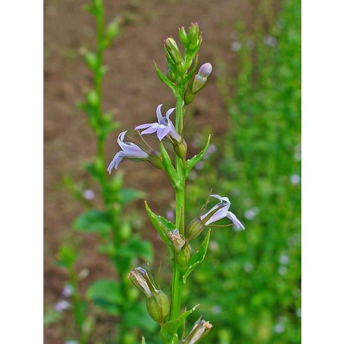 0.500g Lobelia inflata seeds Indian Tobacco Medicinal Emetic Insecticide