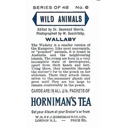 Wild Animals 1958 Horniman's Tea Card 6 - Wallaby