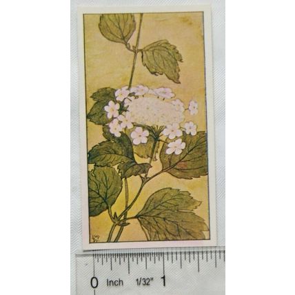 Vintage: Dutch card Jac. P. Thijsse, Lente No. 117 Geldersche Roos