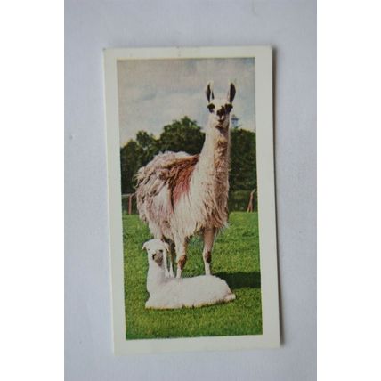 1958 Horniman's Tea card Wild animals No. 40 Llama