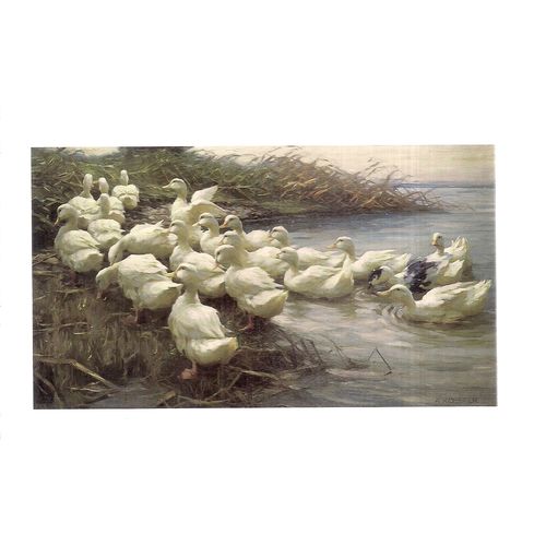 DUCKS or GEESE by Alexander Koester unused postcard =