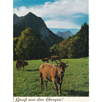 6x4 Continental size printed Gruss aus Bergen Schesaplana Bull Switzerland