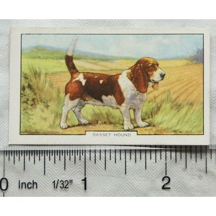 1938 Gallaher Dogs 2nd Series No. 42 Basset Hound