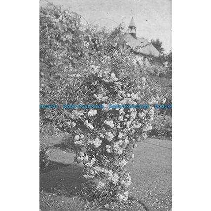 R054915 Old Postcard. Flower Tree