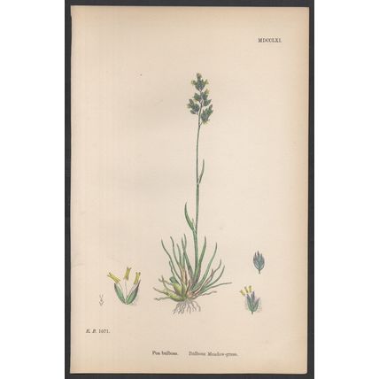 BULBOUS MEADOW-GRASS 1872 John Edward Sowerby PLANT PRINT