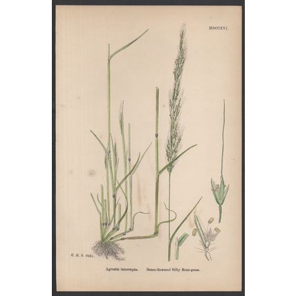 DENSE-FLOWERED SILKY BENT-GRASS 1872 John Edward Sowerby PLANT PRINT