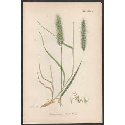 MEADOW BARLEY 1872 John Edward Sowerby PLANT PRINT