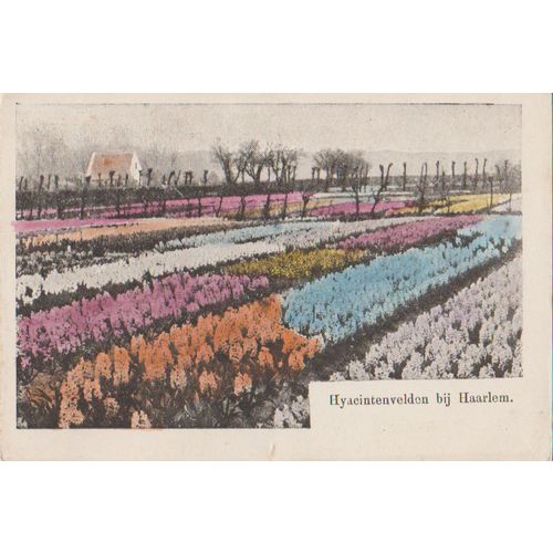 Netherlands circa 1905 Hyacinth Fields in Haarlem 3 see other colours in set