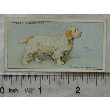 1937 Wills Dogs No. 32 Clumber Spaniel