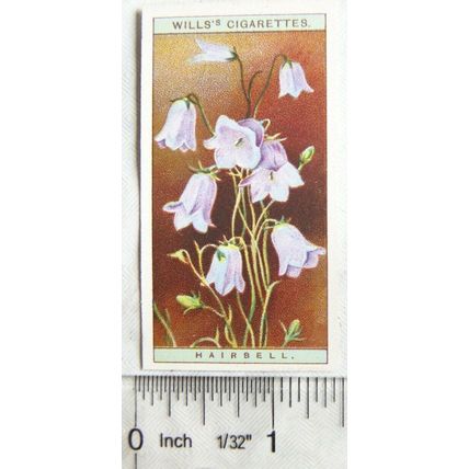 1923 Wills, Wild Flowers No. 12 Hairbell