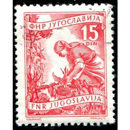 Yugoslavia 1951 15d Red Gardener VFU - SG 723