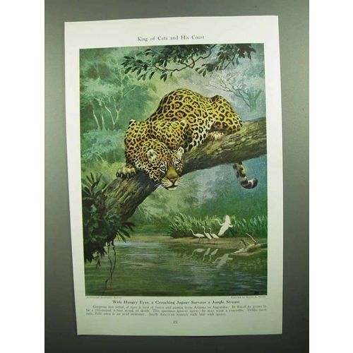1943 Jaguar Illustration by Walter A. Weber