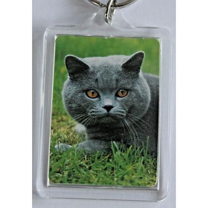 CAT BREED KEY RINGS QUALITY ACRYLIC DOUBLE SIDED PHOTO KEY RINGS 8 BREEDS