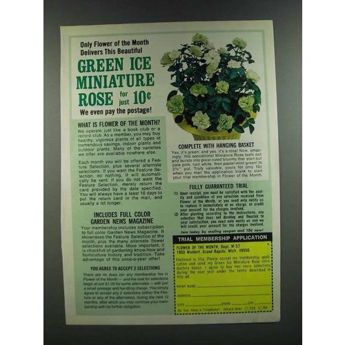 1986 Flower of the Month Ad - Green Ice Miniature Rose